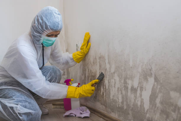 Best Emergency Mold Remediation in Evergreen, MT