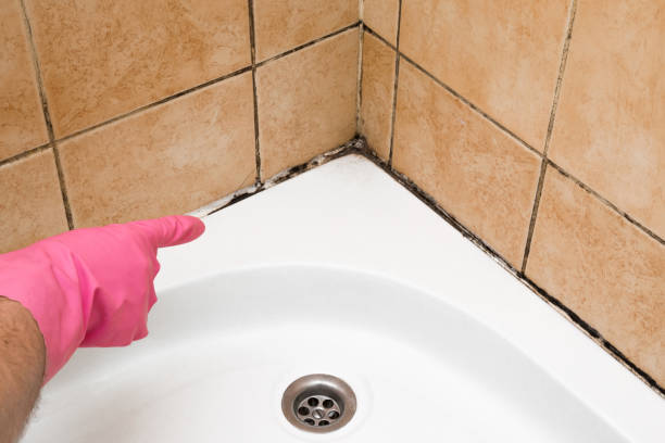 Best HVAC Mold Remediation in Evergreen, MT